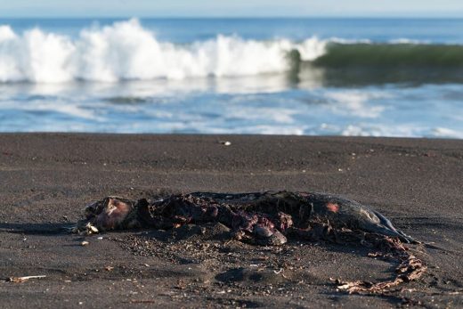 kamchatka-disastro ecologico