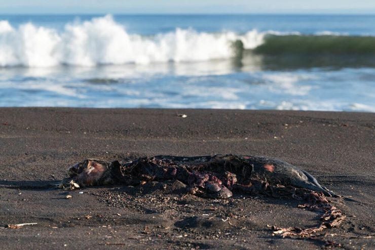 kamchatka-disastro ecologico